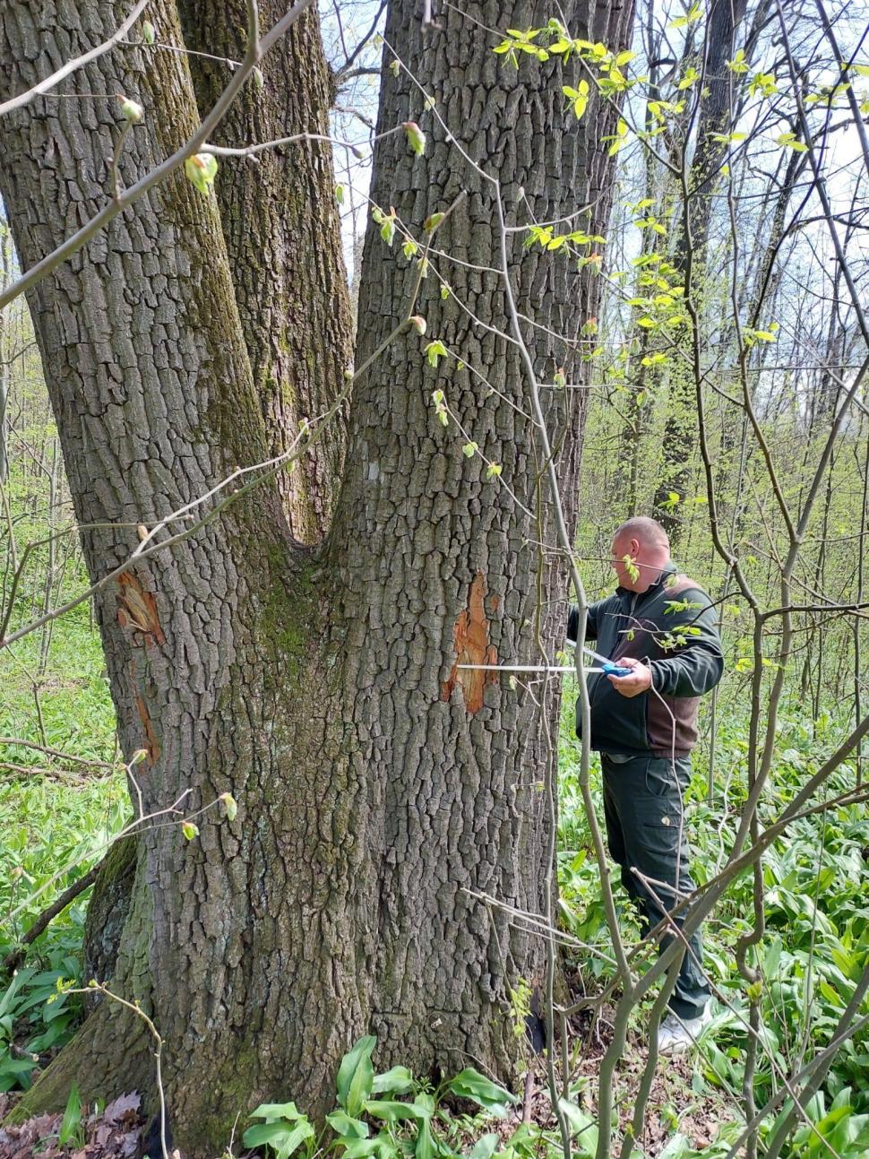 Buzoianu spune că arbori seculari din jurul Iaşiului au fost salvaţi de la tăiere: Vor fi lăsați pentru biodiversitate 1061807