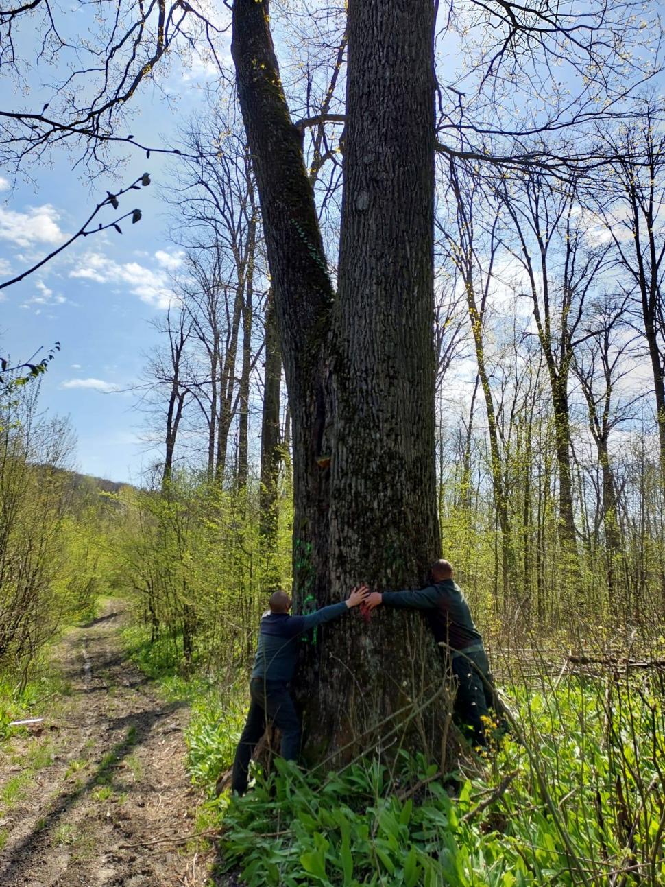 Buzoianu spune că arbori seculari din jurul Iaşiului au fost salvaţi de la tăiere: Vor fi lăsați pentru biodiversitate 1061808