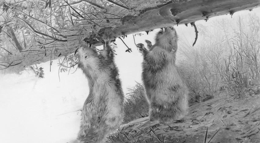 Cele mai spectaculoase imagini de la premiile Sony World Photography Awards 2026. Oameni, animale, povești și peisaje amețitoare 1061671