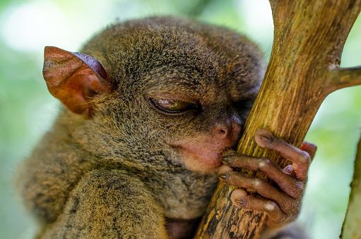 Locul unde pământul arată ca o ciocolată uriașă și ascunde o specie rară de primate. Povestea Insulei Bohol 1061451