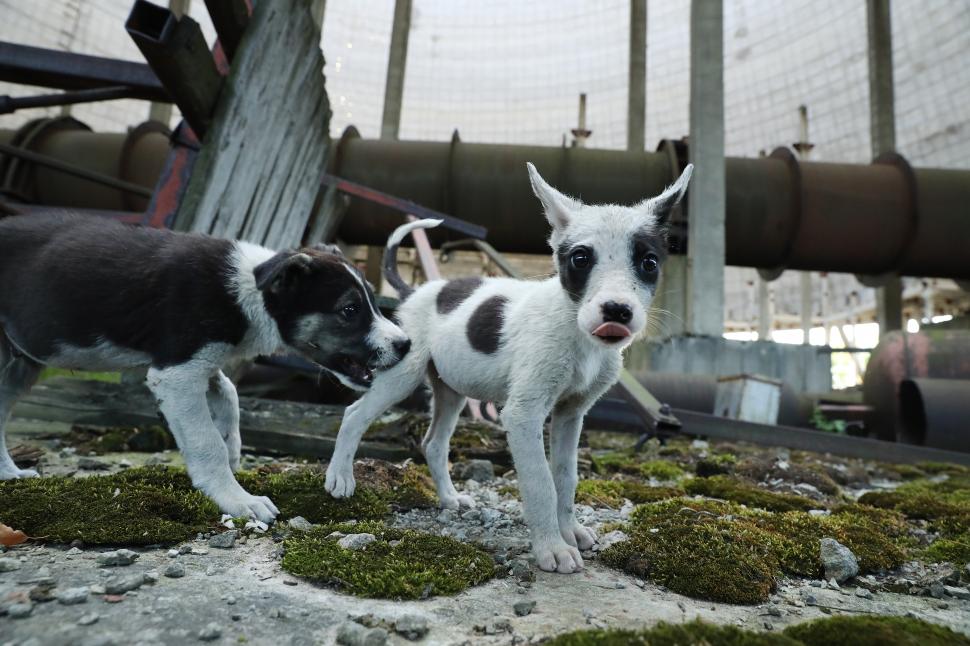 Cum arată azi centrala Cernobîl și zona de excludere. 40 de ani de la dezastrul nuclear 1062399