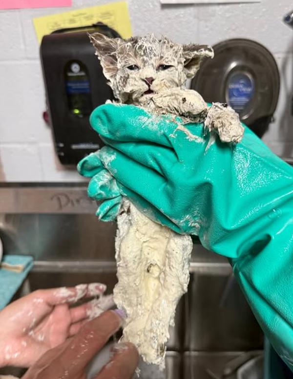 O pisicuță a căzut într-o găleată plină cu adeziv industrial. A durat 4 ore ca să fie salvată, iar soluția găsită este una neașteptată 1062381