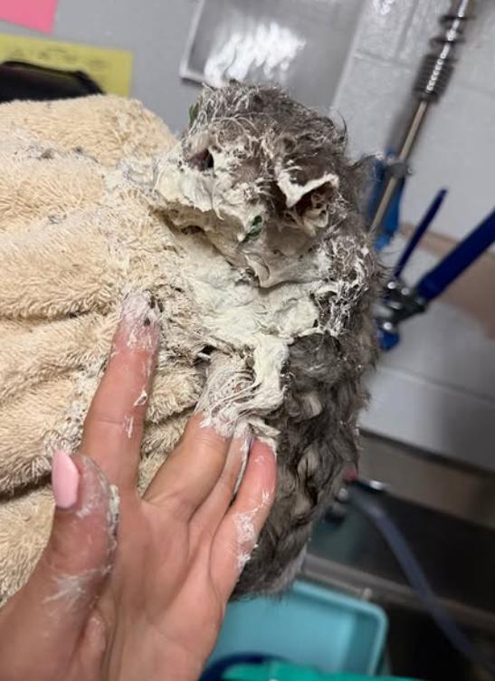 O pisicuță a căzut într-o găleată plină cu adeziv industrial. A durat 4 ore ca să fie salvată, iar soluția găsită este una neașteptată 1062382