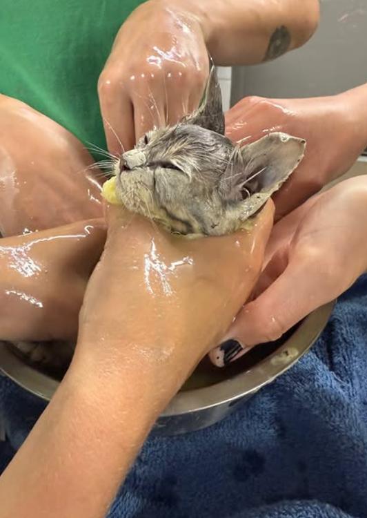 O pisicuță a căzut într-o găleată plină cu adeziv industrial. A durat 4 ore ca să fie salvată, iar soluția găsită este una neașteptată 1062383