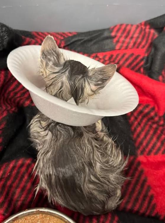 O pisicuță a căzut într-o găleată plină cu adeziv industrial. A durat 4 ore ca să fie salvată, iar soluția găsită este una neașteptată 1062384