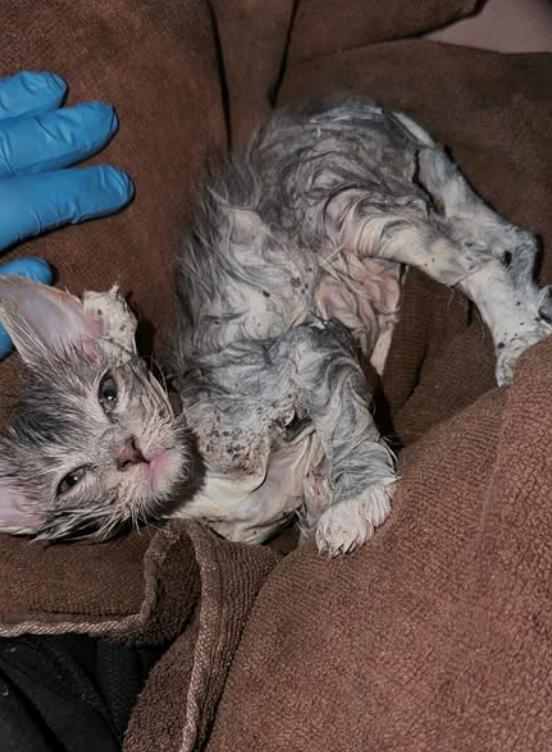 O pisicuță a căzut într-o găleată plină cu adeziv industrial. A durat 4 ore ca să fie salvată, iar soluția găsită este una neașteptată 1062385