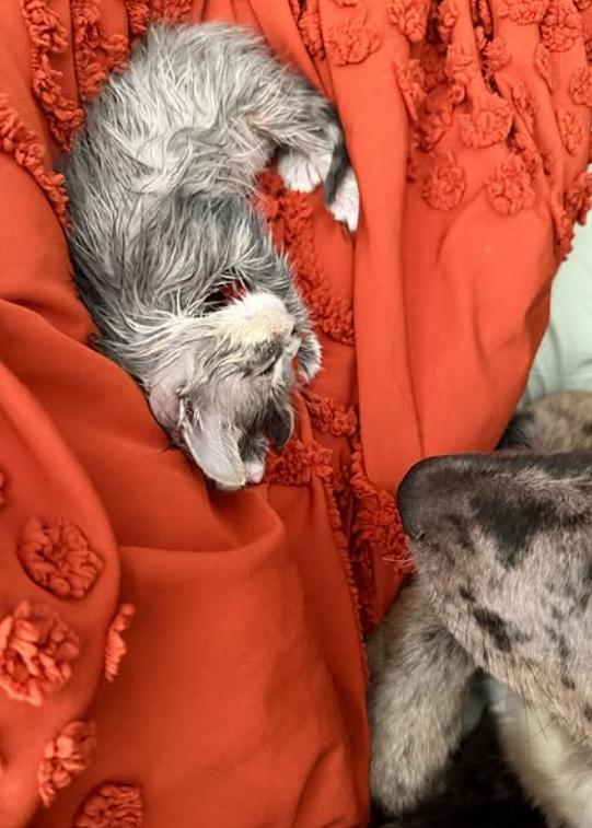 O pisicuță a căzut într-o găleată plină cu adeziv industrial. A durat 4 ore ca să fie salvată, iar soluția găsită este una neașteptată 1062386