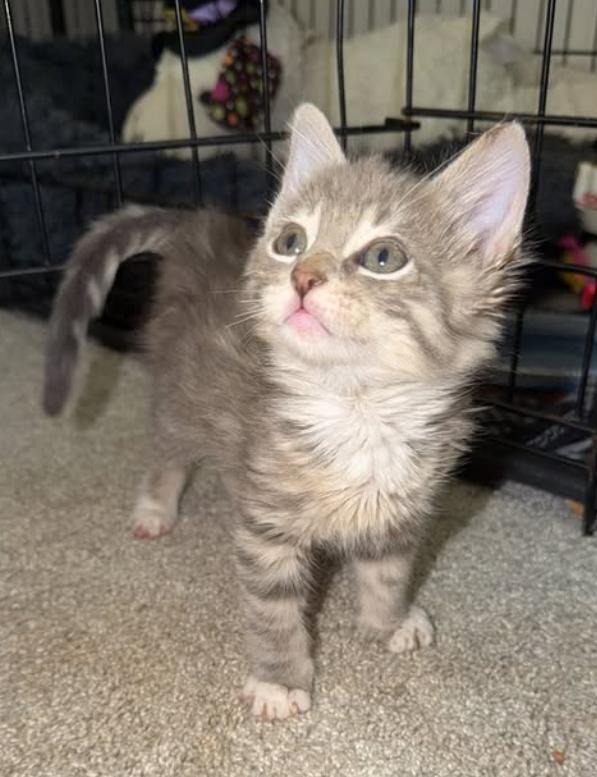 O pisicuță a căzut într-o găleată plină cu adeziv industrial. A durat 4 ore ca să fie salvată, iar soluția găsită este una neașteptată 1062387