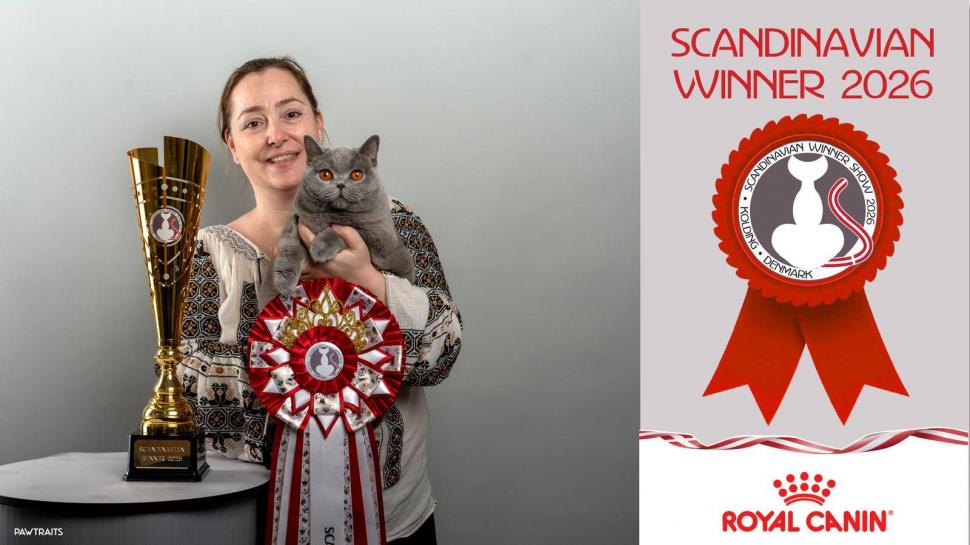 Kira Kiralina, pisicuța supranumită „Ursoaica din Bucovina”, tocmai a fost desemnată cea mai frumoasă din Europa 1062737