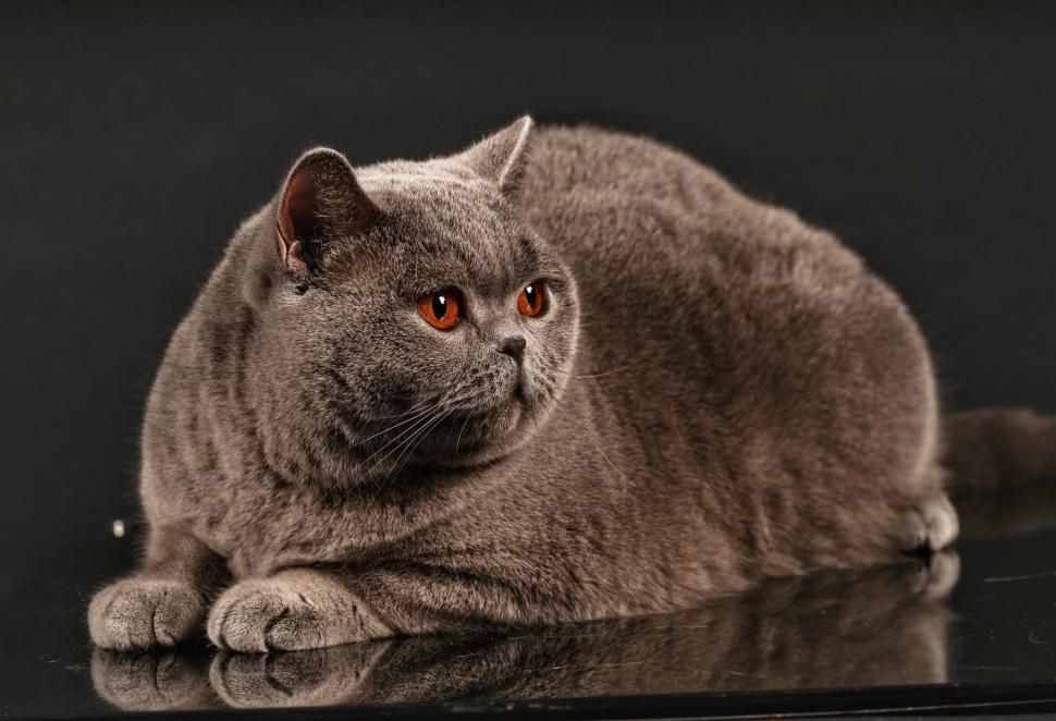 Kira Kiralina, pisicuța supranumită „Ursoaica din Bucovina”, tocmai a fost desemnată cea mai frumoasă din Europa 1062738