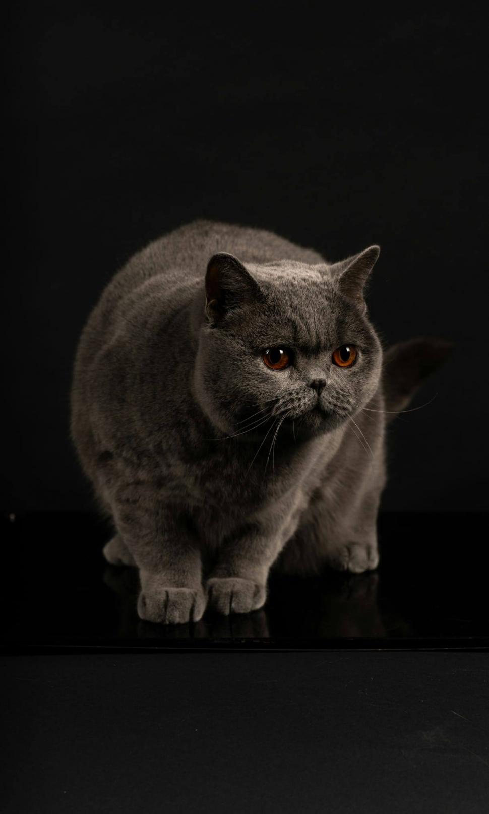 Kira Kiralina, pisicuța supranumită „Ursoaica din Bucovina”, tocmai a fost desemnată cea mai frumoasă din Europa 1062739