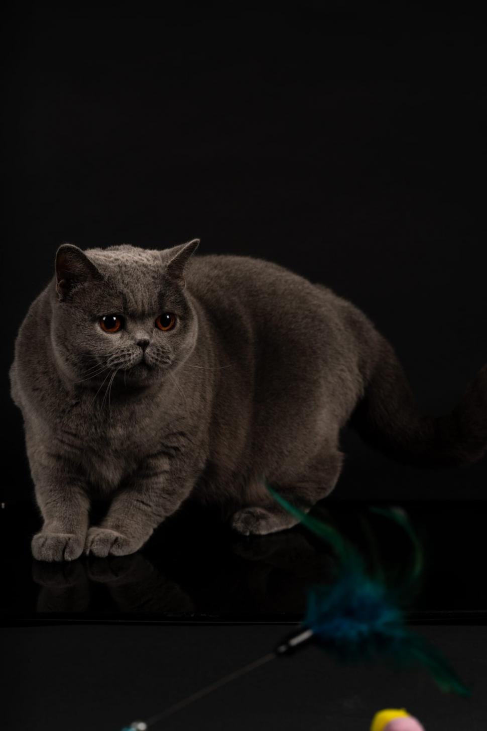 Kira Kiralina, pisicuța supranumită „Ursoaica din Bucovina”, tocmai a fost desemnată cea mai frumoasă din Europa 1062740