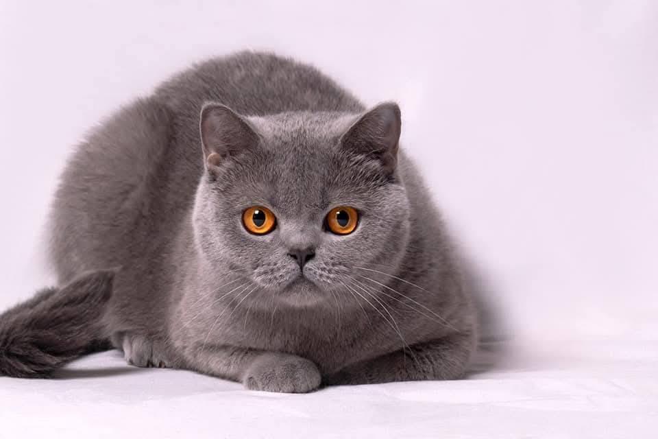 Kira Kiralina, pisicuța supranumită „Ursoaica din Bucovina”, tocmai a fost desemnată cea mai frumoasă din Europa 1062741