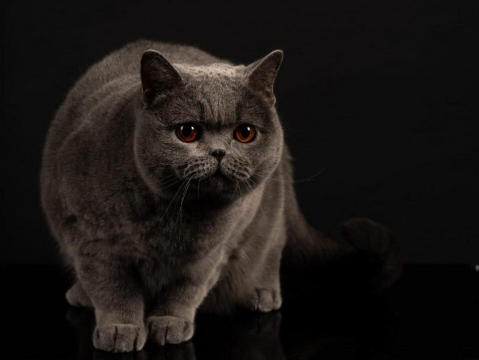 Kira Kiralina, pisicuța supranumită „Ursoaica din Bucovina”, tocmai a fost desemnată cea mai frumoasă din Europa 1062743