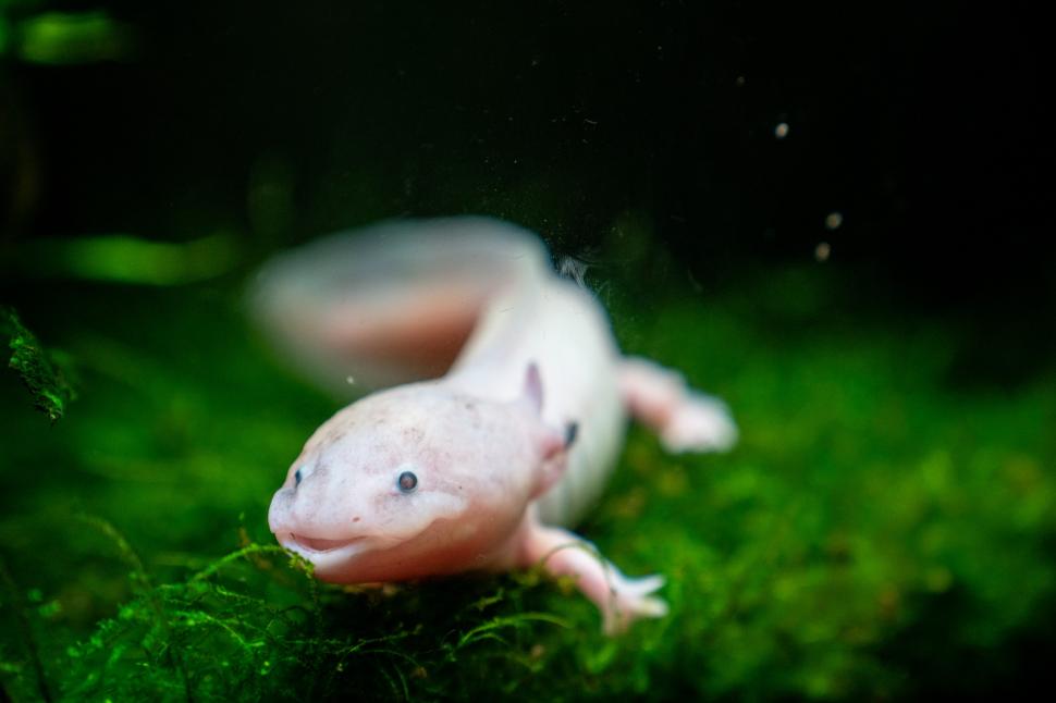 O fetiță de 10 ani a găsit o creatură ciudată sub un pod. Mama ei a rămas uluită când a văzut ce e. Mai există doar câteva sute în lume 1063137