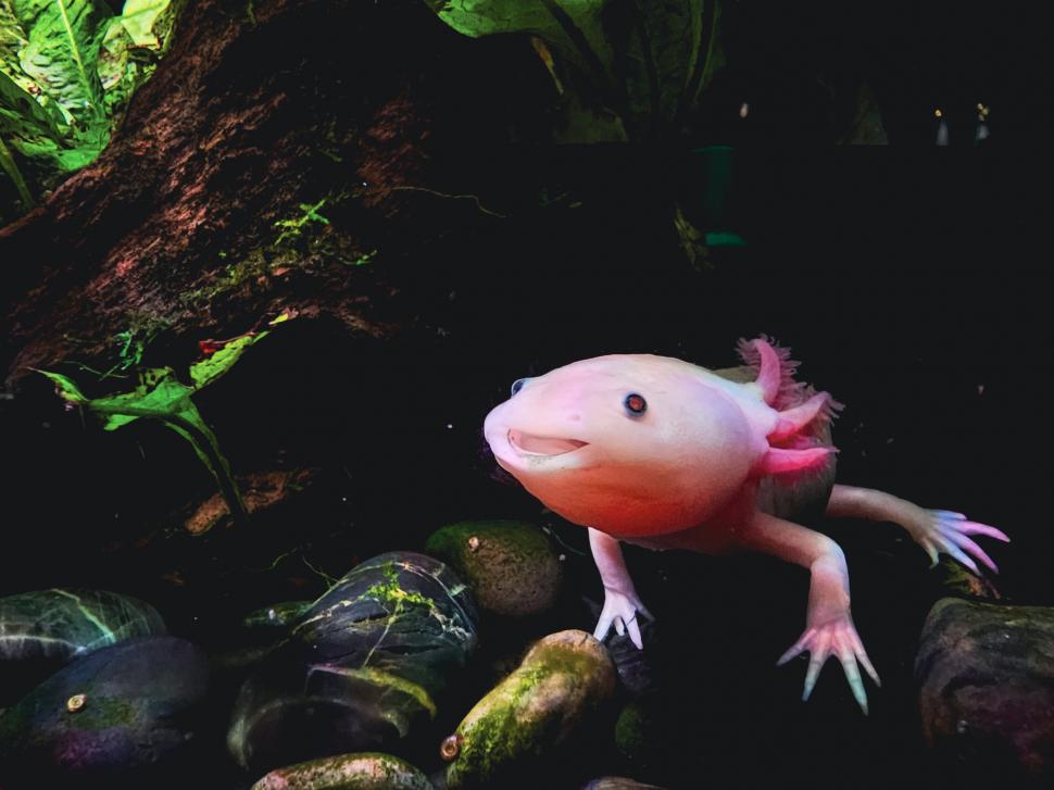 O fetiță de 10 ani a găsit o creatură ciudată sub un pod. Mama ei a rămas uluită când a văzut ce e. Mai există doar câteva sute în lume 1063142