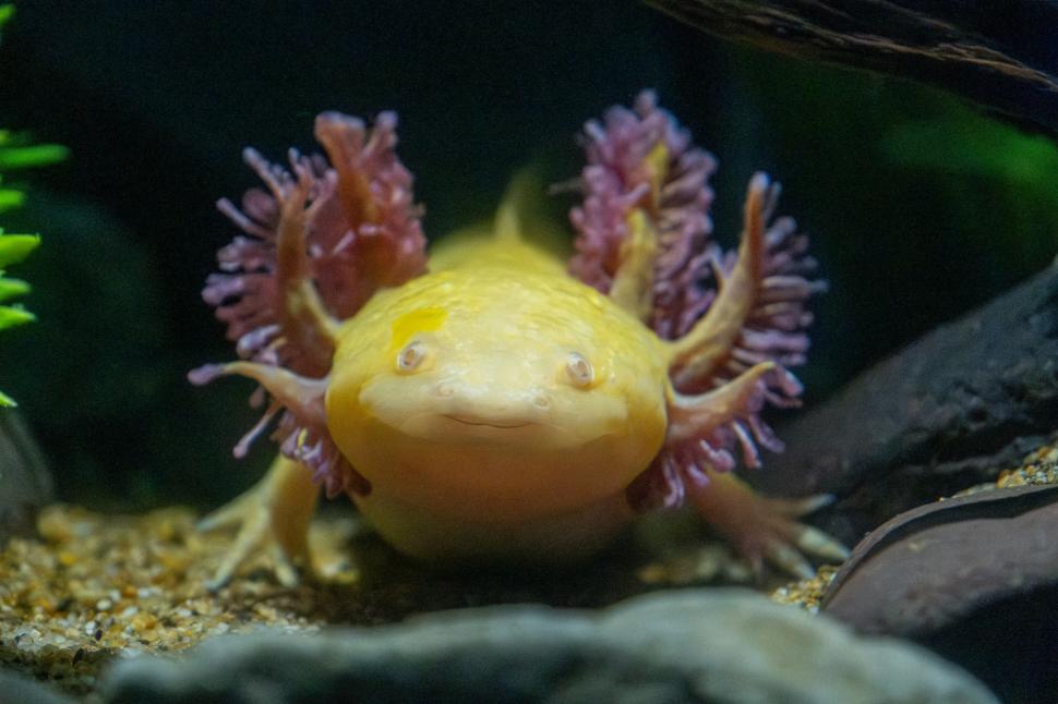 O fetiță de 10 ani a găsit o creatură ciudată sub un pod. Mama ei a rămas uluită când a văzut ce e. Mai există doar câteva sute în lume 1063143