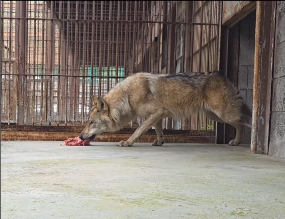 Răsturnare de situație hilară în cazul lupului care rătăcea pe străzi: Poza publicată de poliție fusese „produsă” de martor, cu AI 1063372