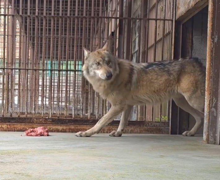 Răsturnare de situație hilară în cazul lupului care rătăcea pe străzi: Poza publicată de poliție fusese „produsă” de martor, cu AI 1063374