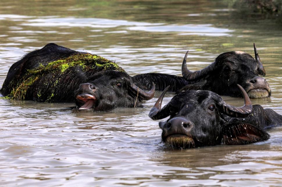 După cinci ani, o zonă complet uscată din Irak s-a umplut din nou cu apă. Cum arată acum legendara mlaștină UNESCO Hawizeh  1063883