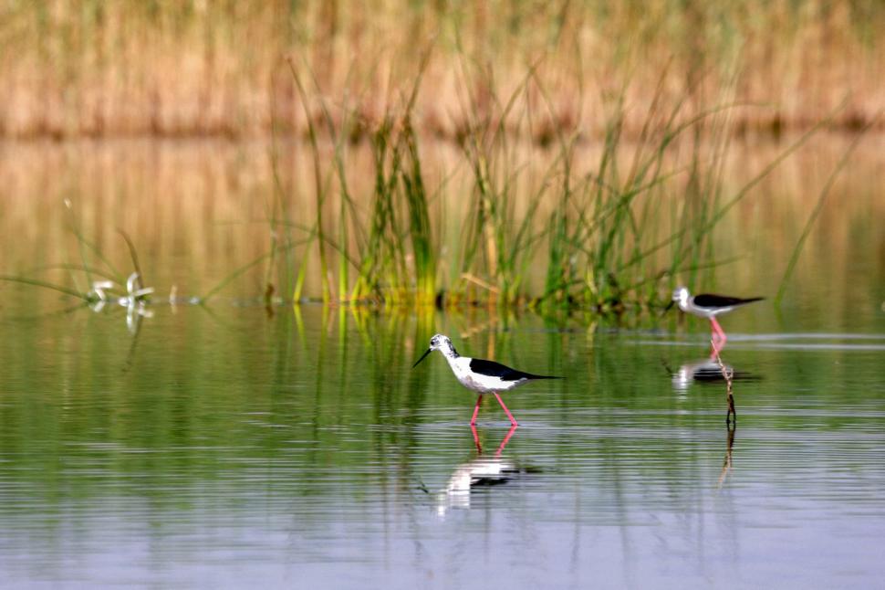 După cinci ani, o zonă complet uscată din Irak s-a umplut din nou cu apă. Cum arată acum legendara mlaștină UNESCO Hawizeh  1063885