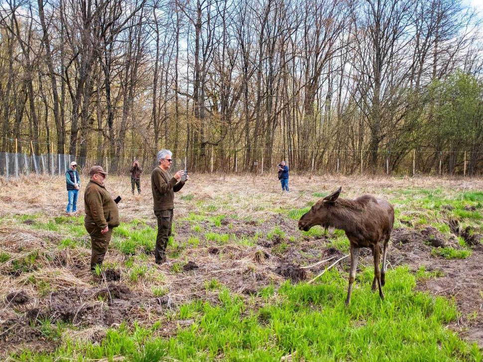 Moment istoric: elanul revine în pădurile din România. Primele patru exemplare au sosit în „Ținutul Zimbrilor” din Neamț 1063928
