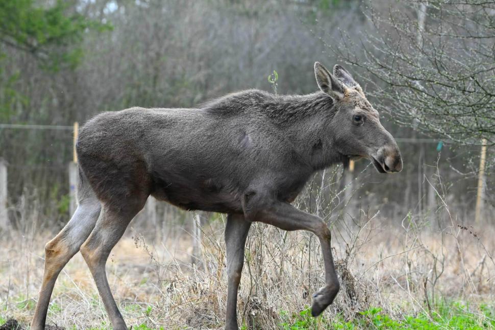 Moment istoric: elanul revine în pădurile din România. Primele patru exemplare au sosit în „Ținutul Zimbrilor” din Neamț 1063929