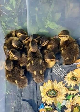 Zece boboci de rață sălbatică au fost salvați din trafic, în București. Puii rătăceau singuri printre mașini: „Pericolul era imens” 1064221