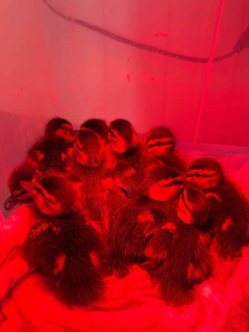 Zece boboci de rață sălbatică au fost salvați din trafic, în București. Puii rătăceau singuri printre mașini: „Pericolul era imens” 1064222