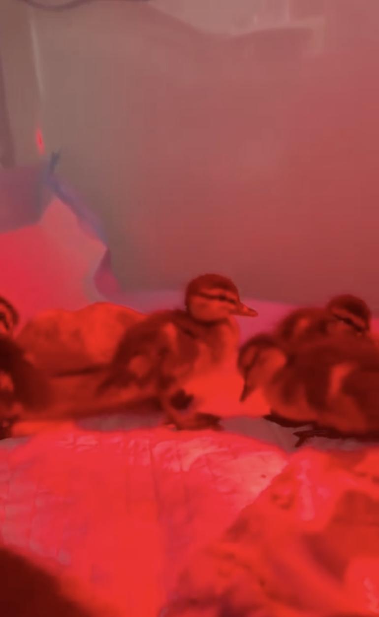 Zece boboci de rață sălbatică au fost salvați din trafic, în București. Puii rătăceau singuri printre mașini: „Pericolul era imens” 1064223