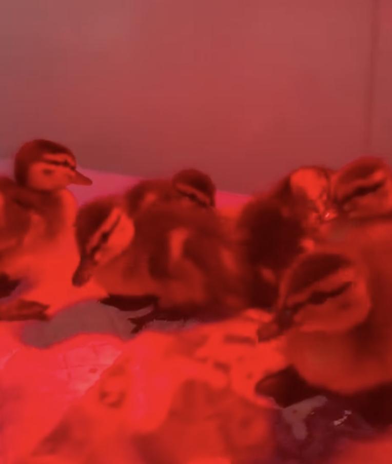 Zece boboci de rață sălbatică au fost salvați din trafic, în București. Puii rătăceau singuri printre mașini: „Pericolul era imens” 1064224