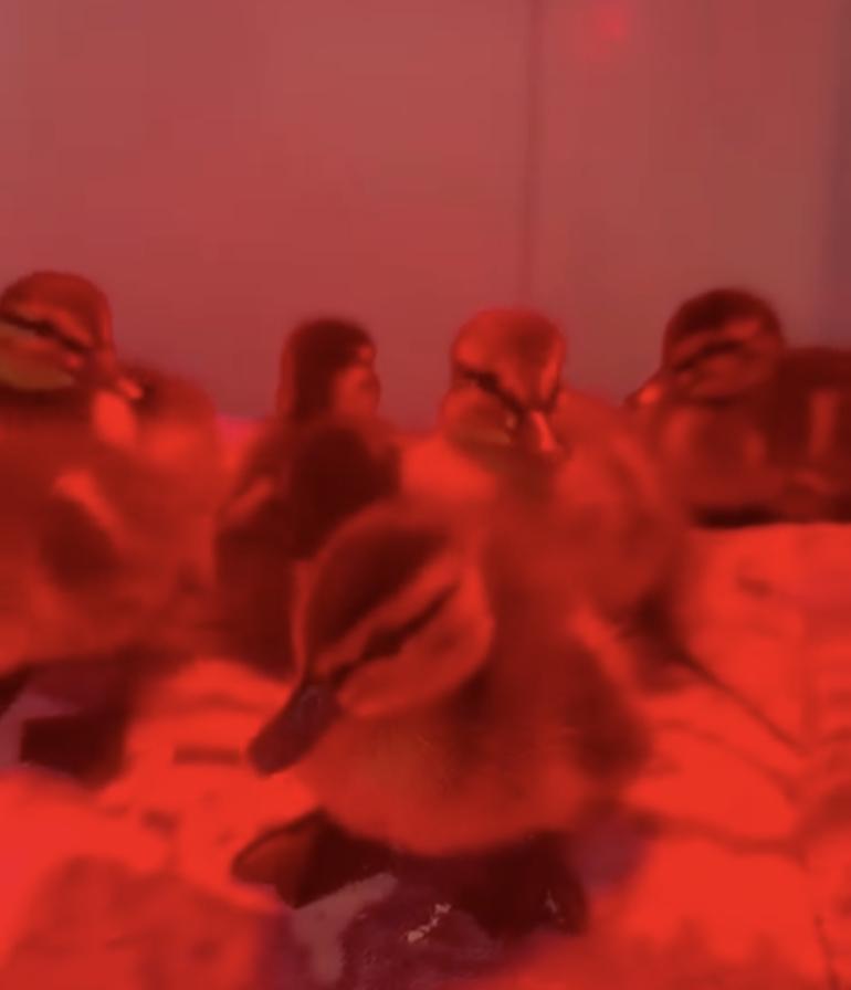 Zece boboci de rață sălbatică au fost salvați din trafic, în București. Puii rătăceau singuri printre mașini: „Pericolul era imens” 1064225