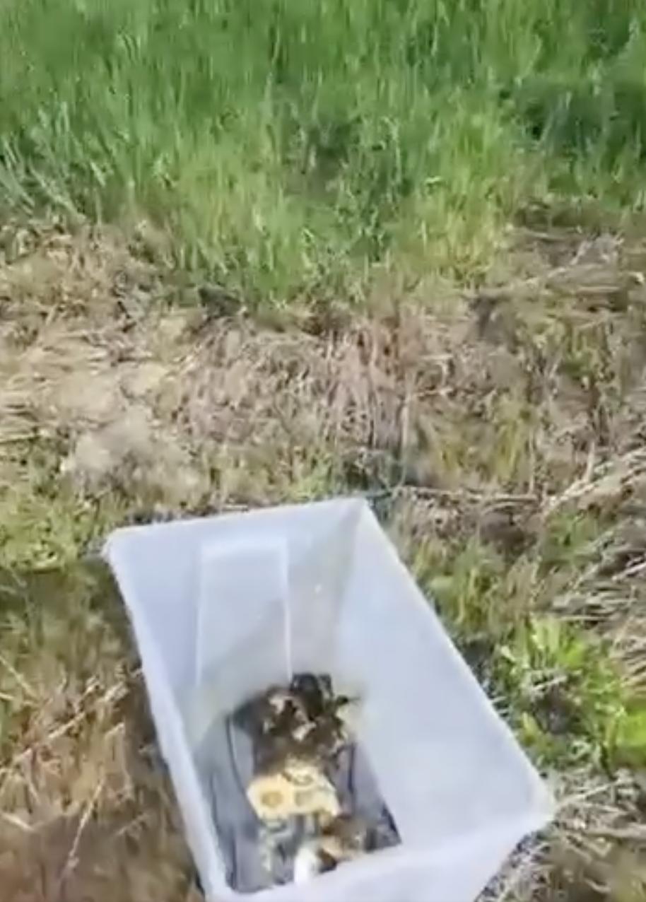 Zece boboci de rață sălbatică au fost salvați din trafic, în București. Puii rătăceau singuri printre mașini: „Pericolul era imens” 1064227