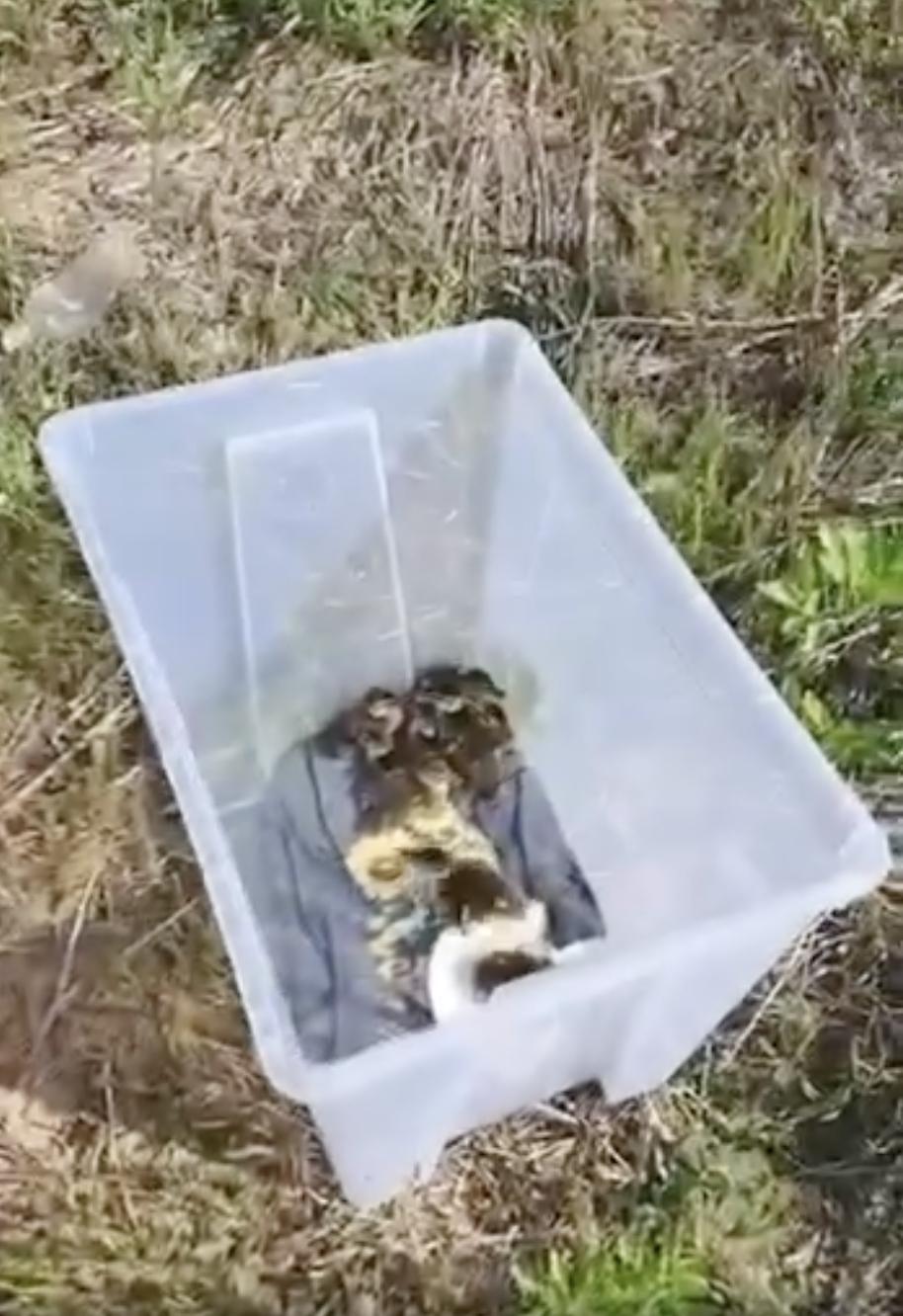 Zece boboci de rață sălbatică au fost salvați din trafic, în București. Puii rătăceau singuri printre mașini: „Pericolul era imens” 1064228