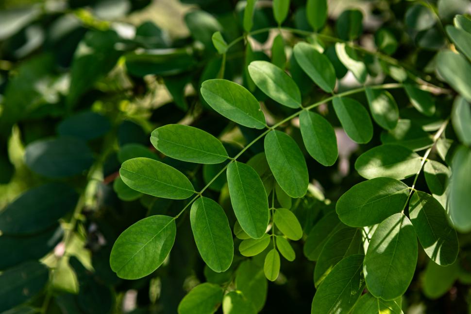 „Copacul minune” curăță apa de la robinet de 98% din microplastice: Are și proprietăți vindecătoare. Cum arată și unde crește moringa 1064828