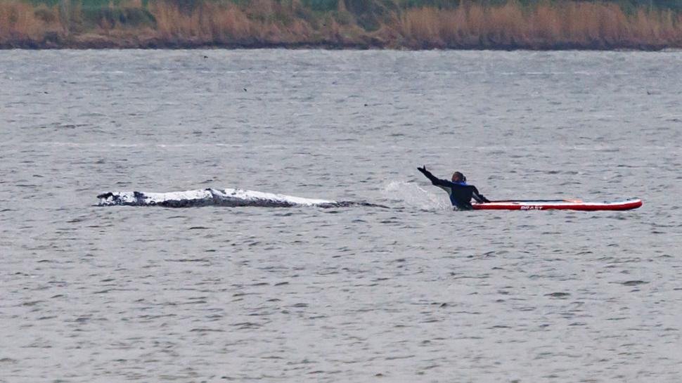 Fani din toată lumea urmăresc live drumul lui Timmy spre „casă” sperând că va trăi. Balena e pe moarte, după ce a eșuat acum două luni 1064977