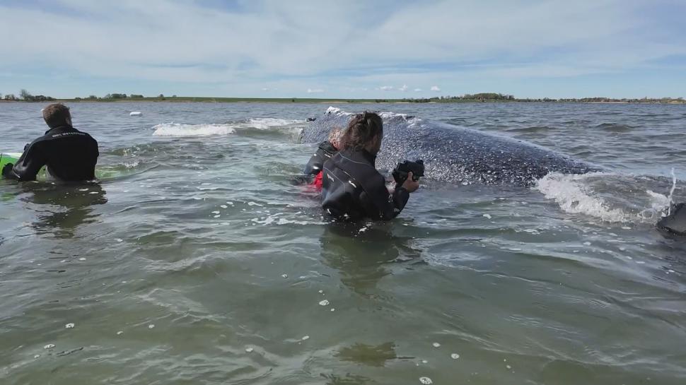 Fani din toată lumea urmăresc live drumul lui Timmy spre „casă” sperând că va trăi. Balena e pe moarte, după ce a eșuat acum două luni 1064979