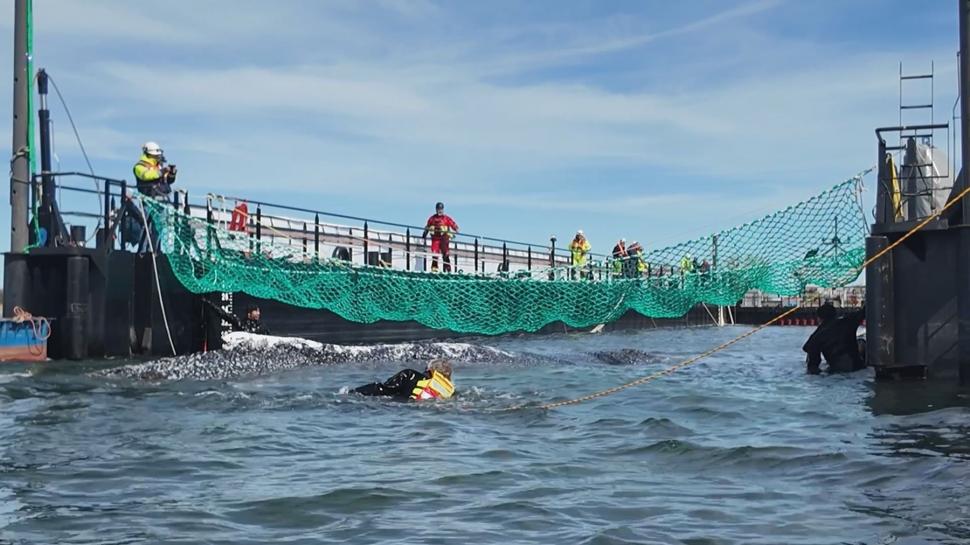 Fani din toată lumea urmăresc live drumul lui Timmy spre „casă” sperând că va trăi. Balena e pe moarte, după ce a eșuat acum două luni 1064981