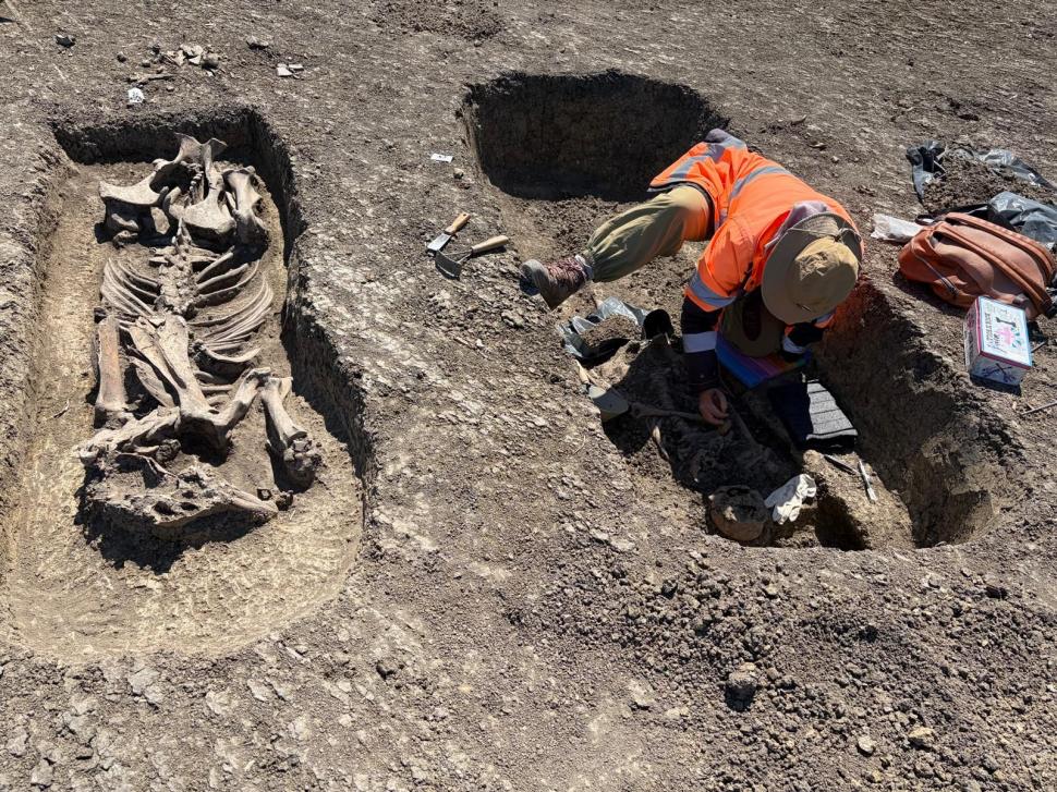Descoperire spectaculoasă pe șantierul Centurii de Vest a Timișoarei: Un războinic îngropat cu tot cu calul său și obiecte prețioase 1066044