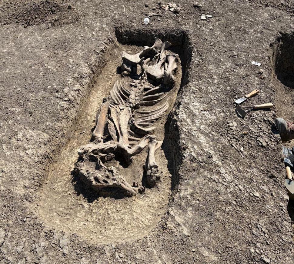 Descoperire spectaculoasă pe șantierul Centurii de Vest a Timișoarei: Un războinic îngropat cu tot cu calul său și obiecte prețioase 1066047