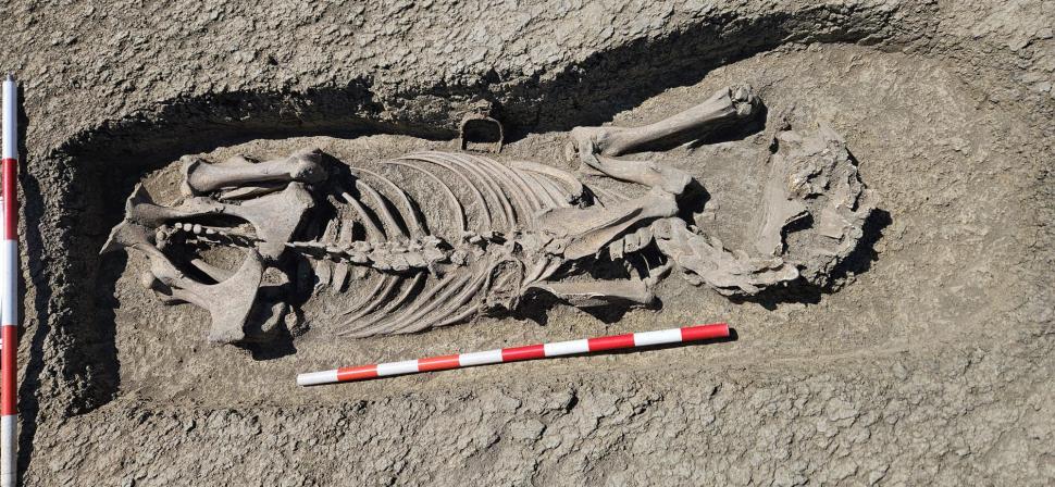 Descoperire spectaculoasă pe șantierul Centurii de Vest a Timișoarei: Un războinic îngropat cu tot cu calul său și obiecte prețioase 1066051