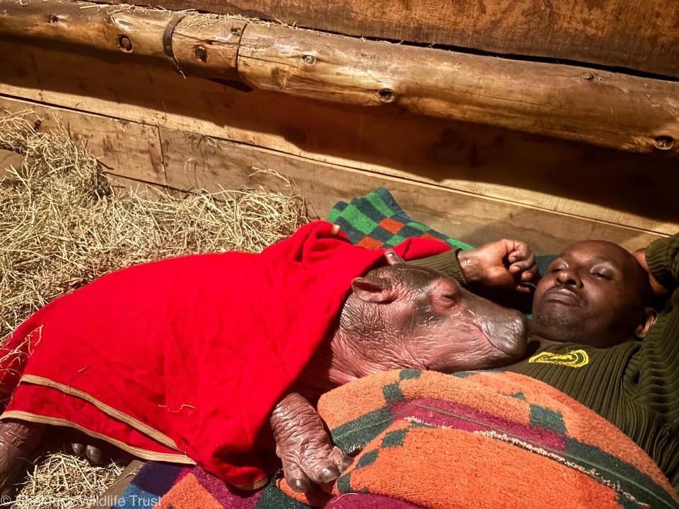 Un pui de hipopotam a rămas orfan, dar a fost adoptat de oameni și nu se dezlipește de ei: „Cineva este foarte ud mereu, lângă el” 1066617