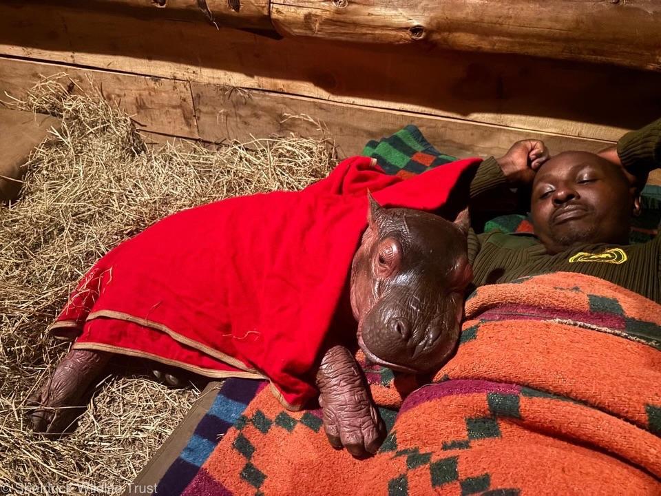 Un pui de hipopotam a rămas orfan, dar a fost adoptat de oameni și nu se dezlipește de ei: „Cineva este foarte ud mereu, lângă el” 1066618