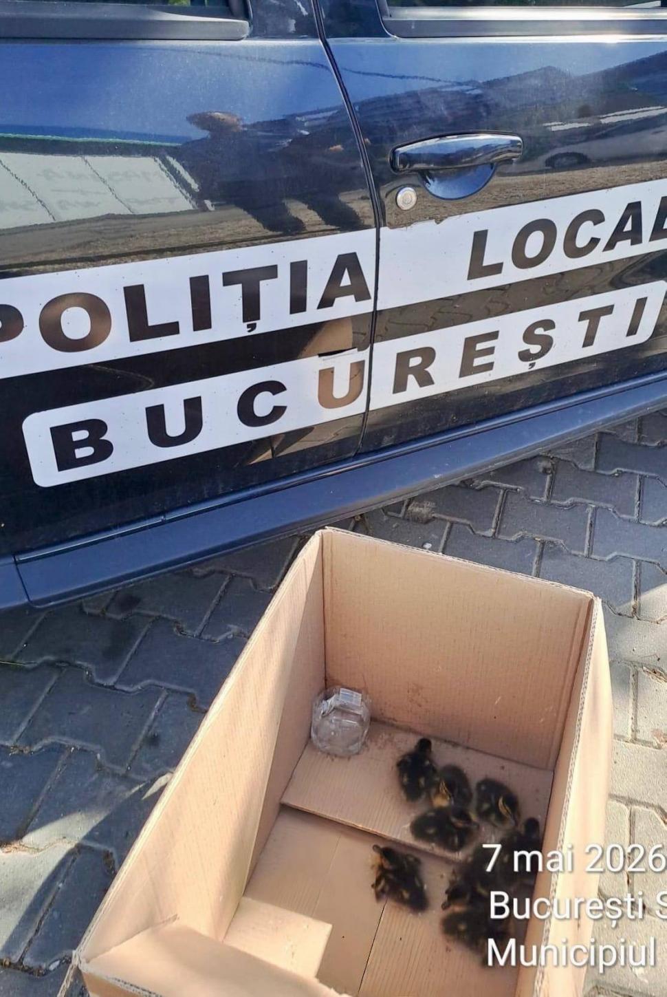 Opt boboci de rață sălbatică au fost salvați după ce s-au rătăcit pe șosea în București. Ce trebuie făcut dacă vedeți "pufuleții aurii" 1067136