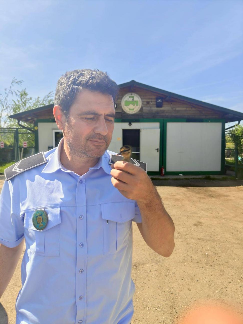 Opt boboci de rață sălbatică au fost salvați după ce s-au rătăcit pe șosea în București. Ce trebuie făcut dacă vedeți "pufuleții aurii" 1067137