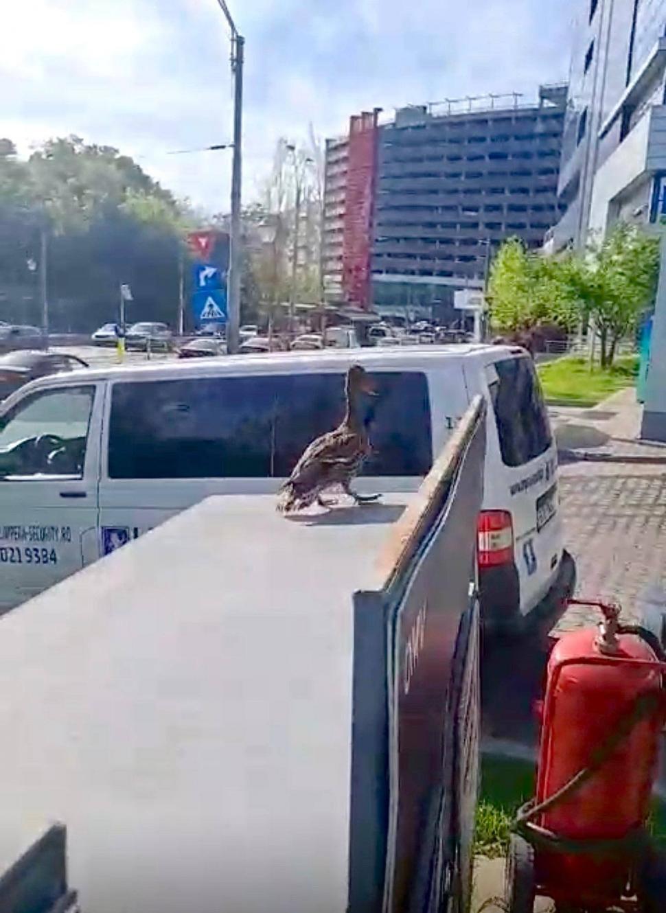Opt boboci de rață sălbatică au fost salvați după ce s-au rătăcit pe șosea în București. Ce trebuie făcut dacă vedeți "pufuleții aurii" 1067138