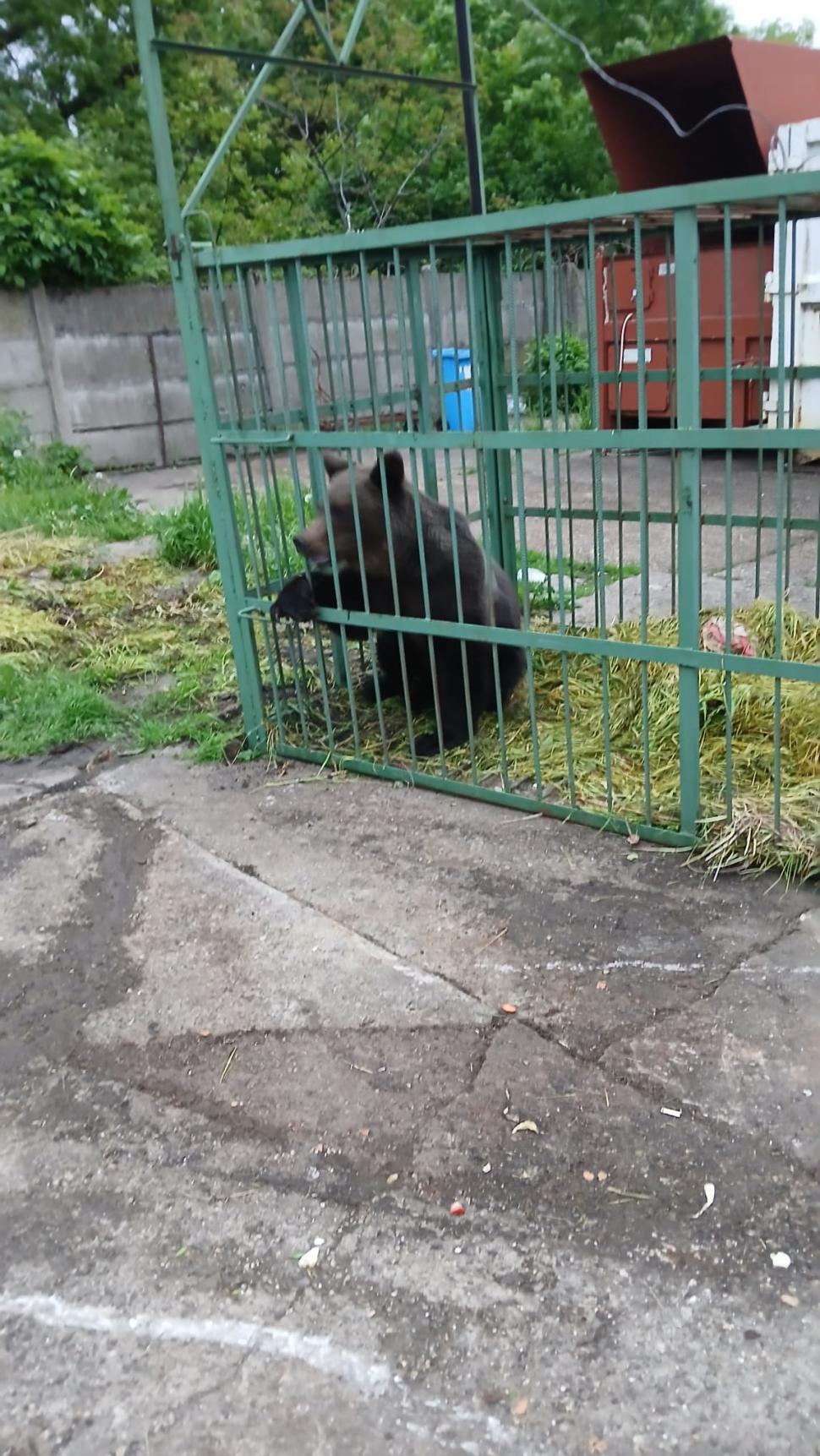 Un urs capturat în incinta Şcolii de Agenţi de Poliţie de la Câmpina a fost închis într-o cuşcă specială. Ce se va întâmpla cu animalul 1068451
