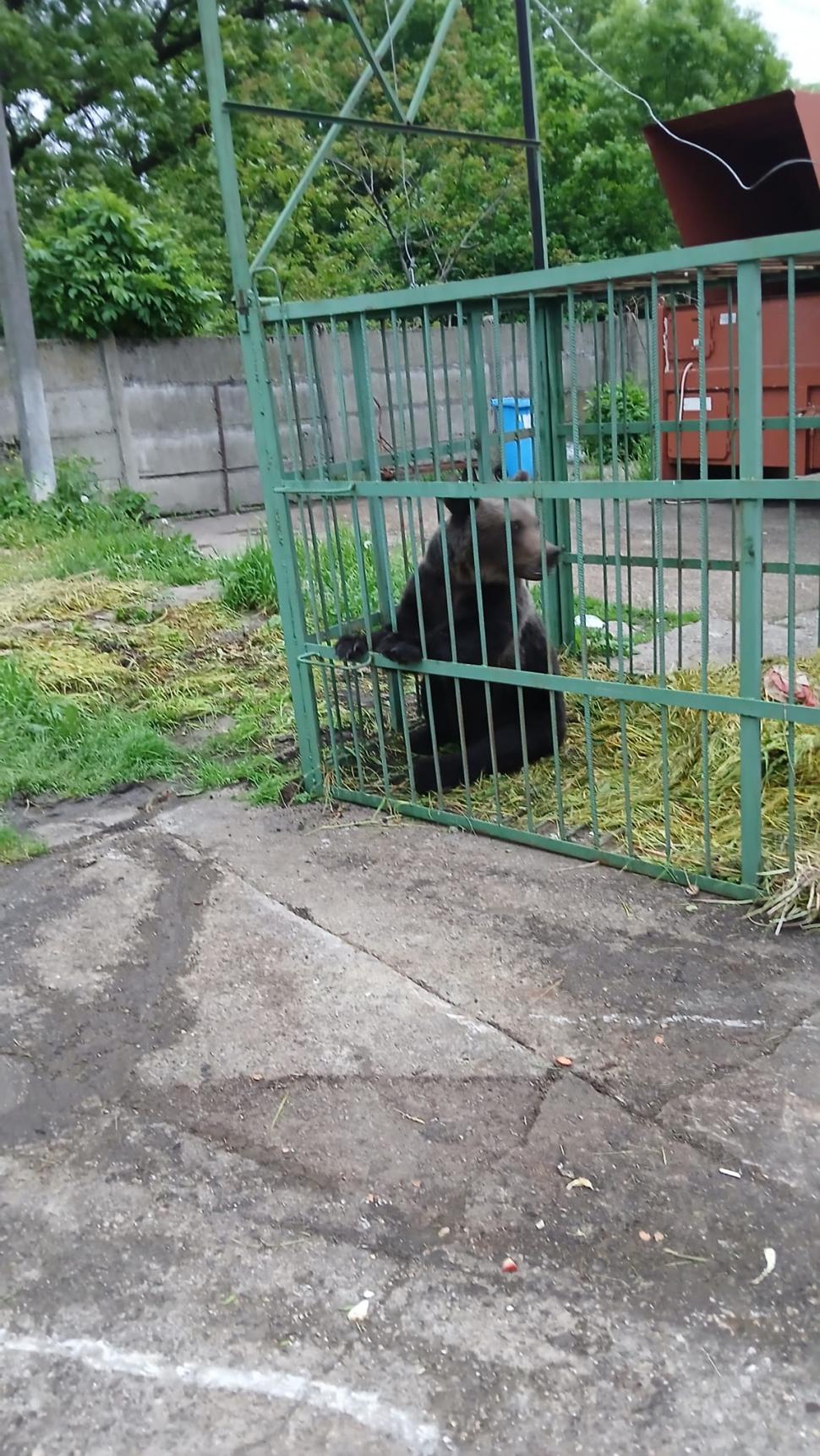 Un urs capturat în incinta Şcolii de Agenţi de Poliţie de la Câmpina a fost închis într-o cuşcă specială. Ce se va întâmpla cu animalul 1068452