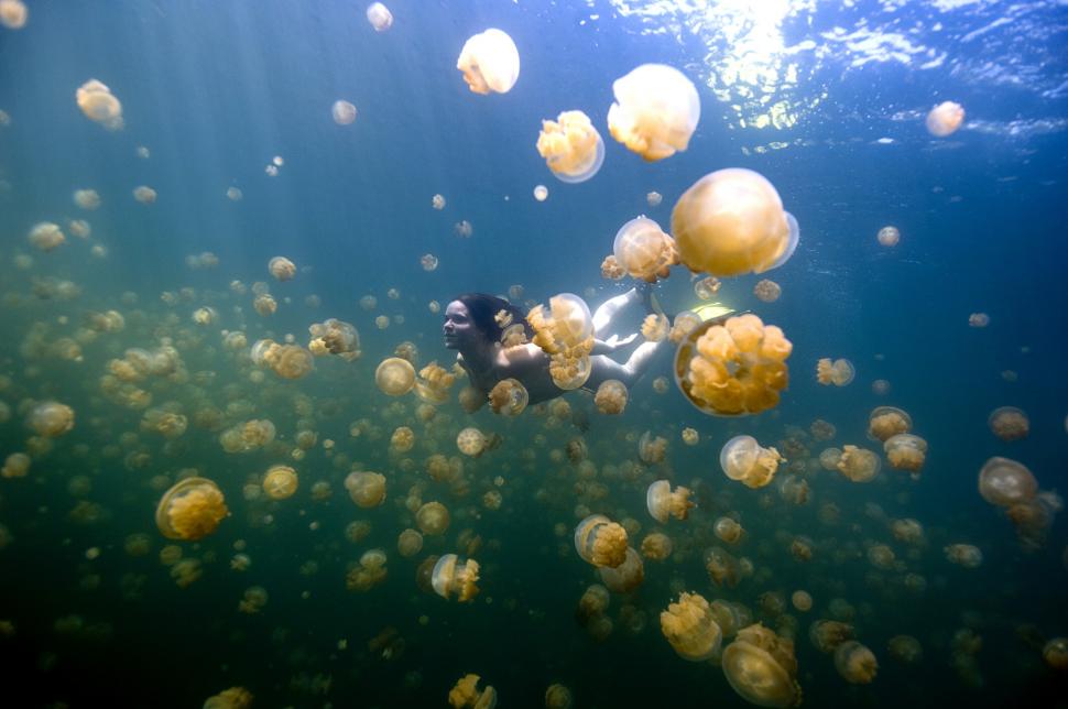Lacul unic în lume unde înoți printre meduze aurii care nu înțeapă. Mulți l-au avut pe ecran ani la rând, dar nici nu-i știu numele 1068610