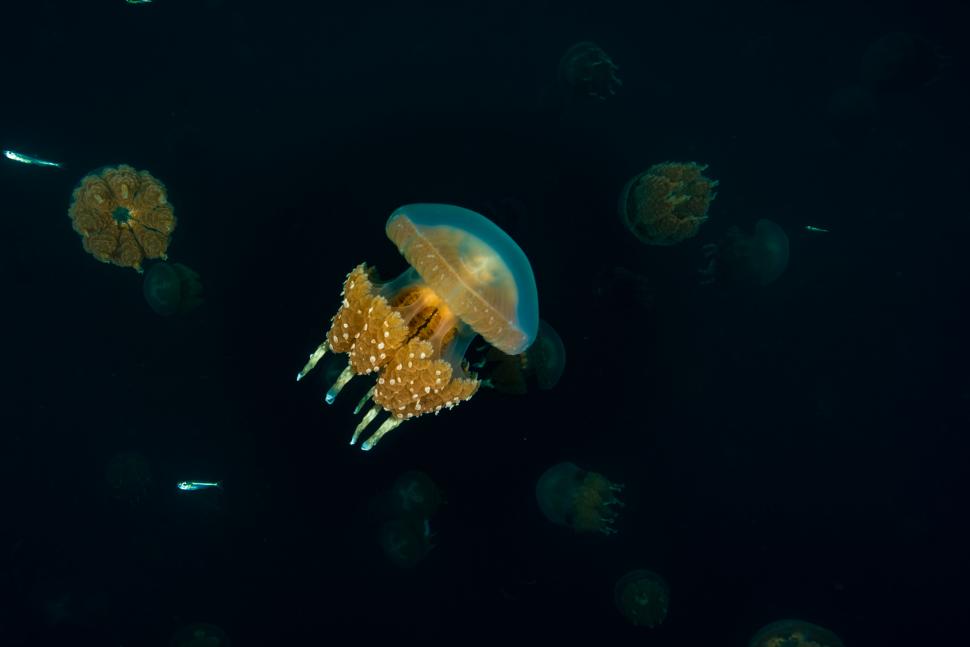 Lacul unic în lume unde înoți printre meduze aurii care nu înțeapă. Mulți l-au avut pe ecran ani la rând, dar nici nu-i știu numele 1068614